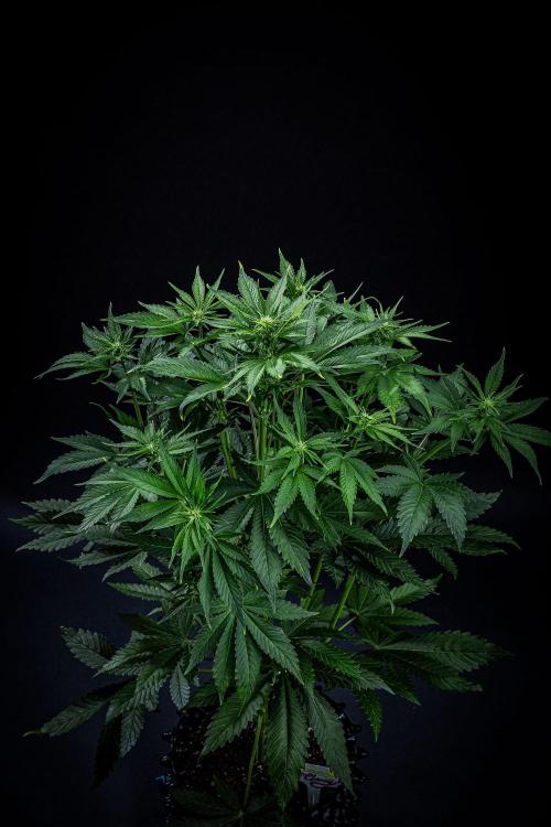 Lemon Cherry Cookies Auto Fast Buds. Week 6 - Day 42