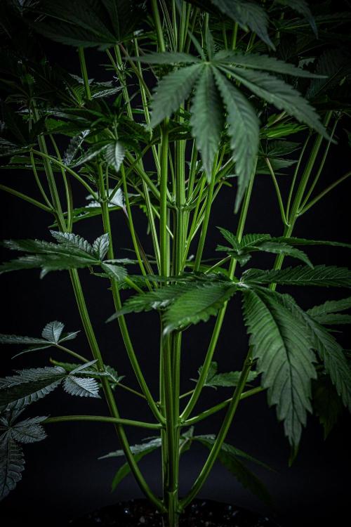 Lemon Cherry Cookies Auto Fast Buds. Week 6 - Day 42