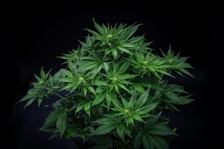 Lemon Cherry Cookies Auto Fast Buds. Week 6 - Day 42