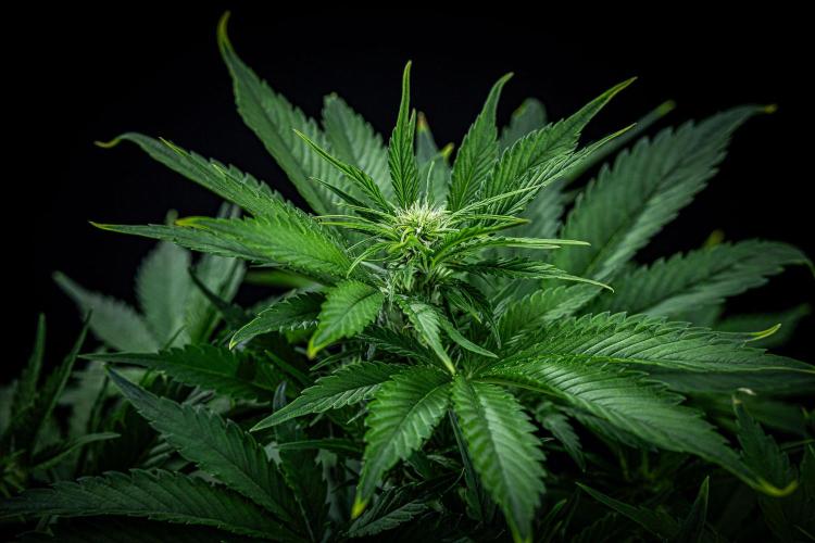 Lemon Cherry Cookies Auto Fast Buds. Week 6 - Day 42