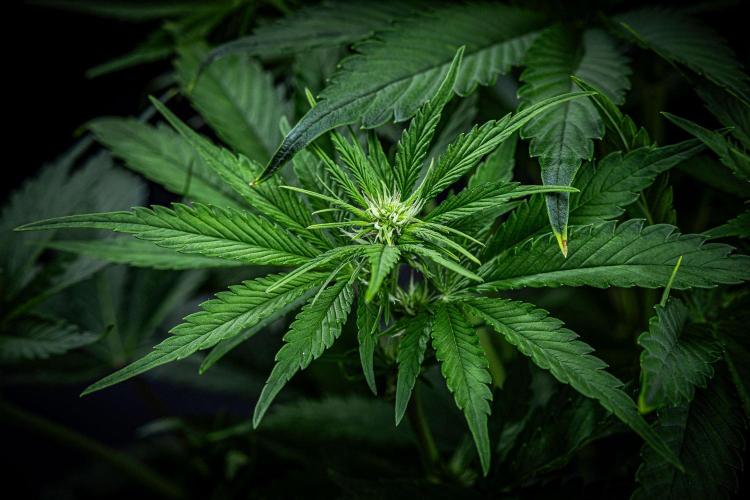 Lemon Cherry Cookies Auto Fast Buds. Week 6 - Day 42