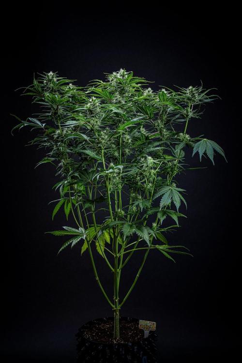 Banana Blaze Auto Dutch Passion. Week 8 - Day 56