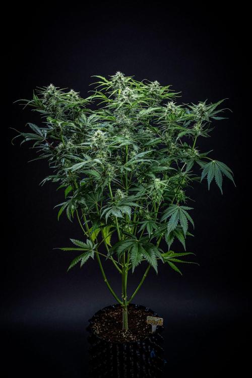Banana Blaze Auto Dutch Passion. Week 8 - Day 56