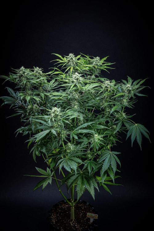 Banana Blaze Auto Dutch Passion. Week 8 - Day 56