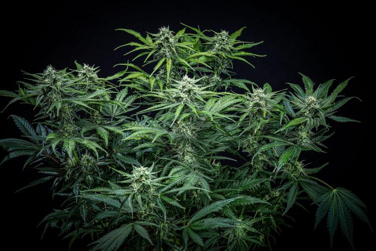 Banana Blaze Auto Dutch Passion. Week 8 - Day 56