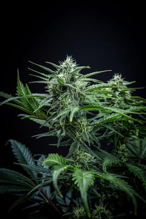 Banana Blaze Auto Dutch Passion. Week 8 - Day 56