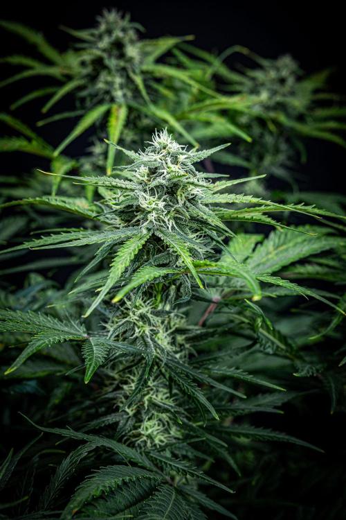 Banana Blaze Auto Dutch Passion. Week 8 - Day 56