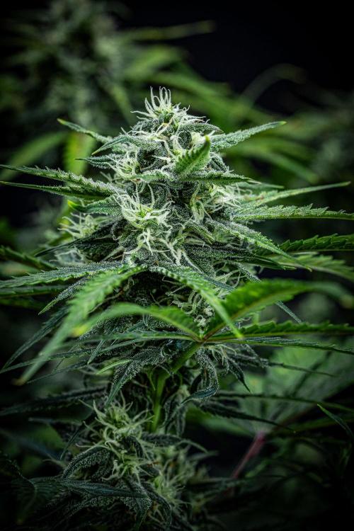 Banana Blaze Auto Dutch Passion. Week 8 - Day 56