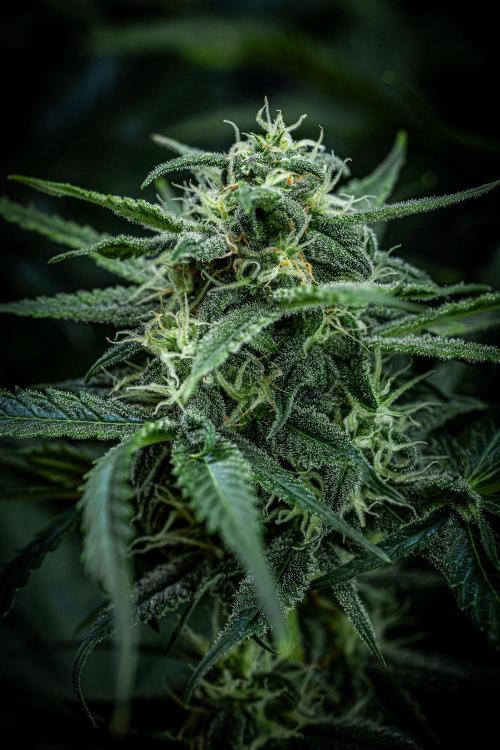 Banana Blaze Auto Dutch Passion. Week 8 - Day 56