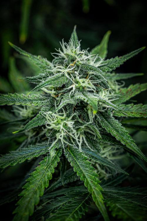 Banana Blaze Auto Dutch Passion. Week 8 - Day 56