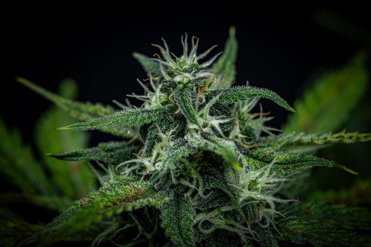 Banana Blaze Auto Dutch Passion. Week 8 - Day 56