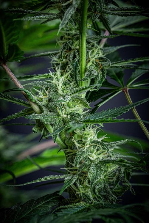 Banana Blaze Auto Dutch Passion. Week 8 - Day 56