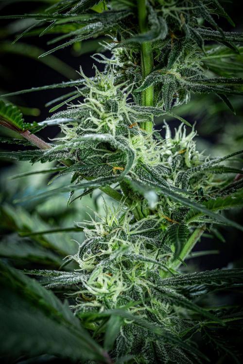 Banana Blaze Auto Dutch Passion. Week 8 - Day 56