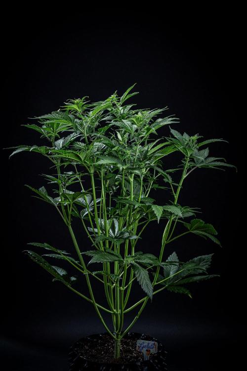 Auto Gelato Pyramid Seeds. Week 6 - Day 40