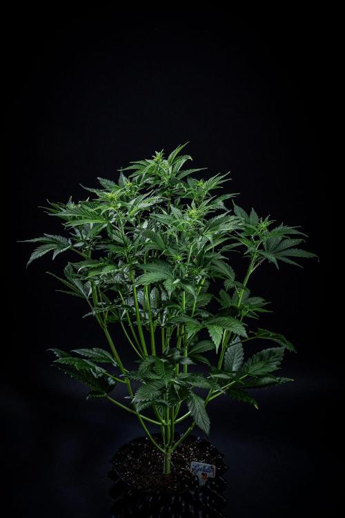 Auto Gelato Pyramid Seeds. Week 6 - Day 40