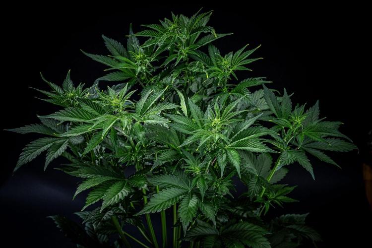 Auto Gelato Pyramid Seeds. Week 6 - Day 40