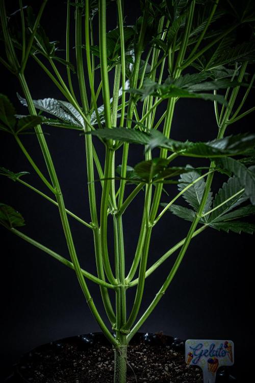 Auto Gelato Pyramid Seeds. Week 6 - Day 40