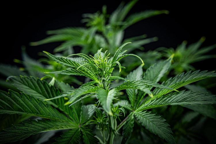 Auto Gelato Pyramid Seeds. Week 6 - Day 40