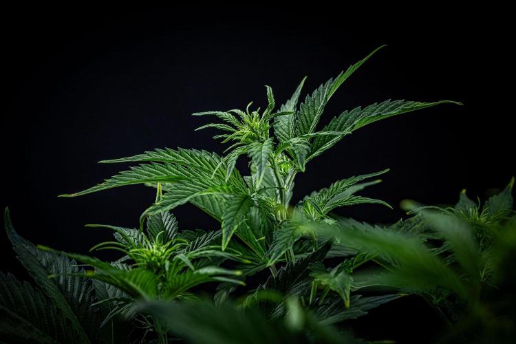 Auto Gelato Pyramid Seeds. Week 6 - Day 40