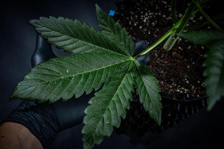 Auto Gelato Pyramid Seeds. Week 6 - Day 40