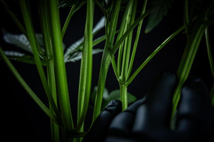 Auto Gelato Pyramid Seeds. Week 6 - Day 40 – had hurt one of the young branches at topping which has a twisted grow