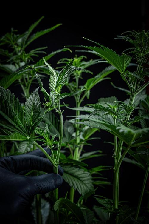 Auto Gelato Pyramid Seeds. Week 6 - Day 40