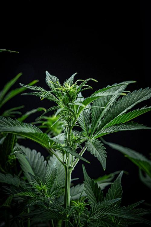 Auto Gelato Pyramid Seeds. Week 6 - Day 40