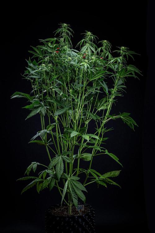 Auto Gelato Pyramid Seeds. Week 7 - Day 48