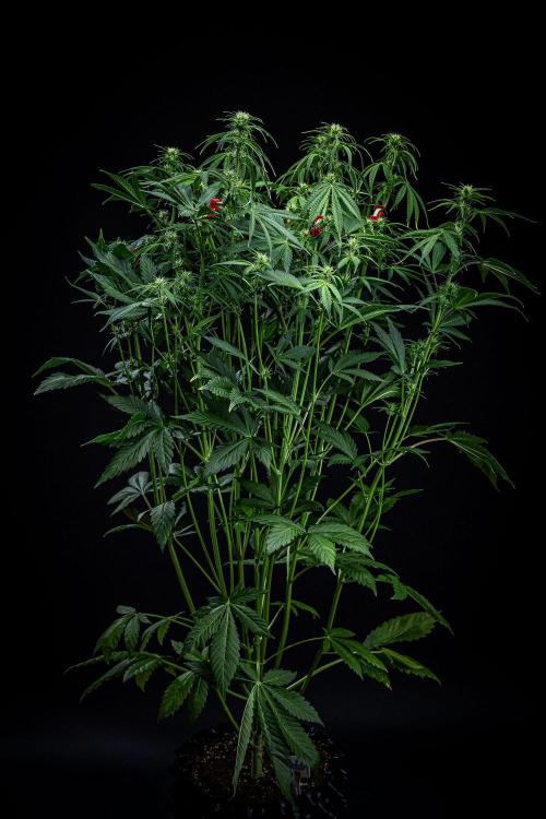 Auto Gelato Pyramid Seeds. Week 7 - Day 48