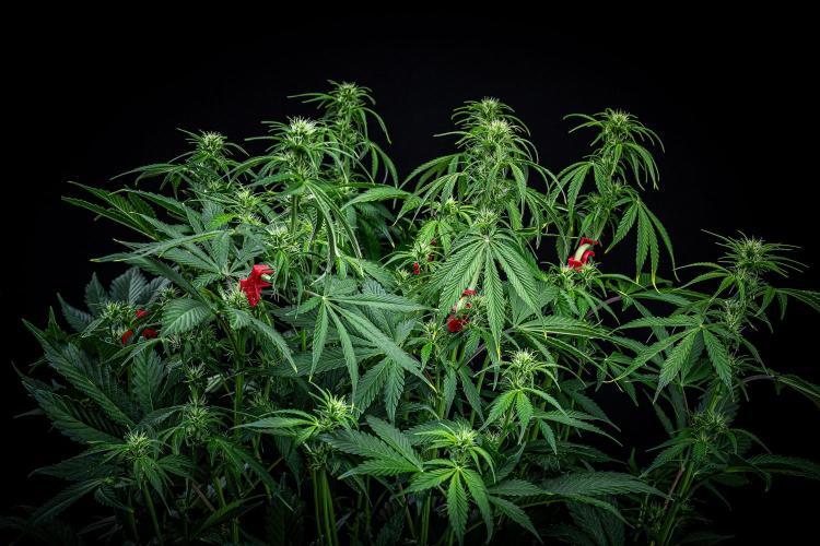 Auto Gelato Pyramid Seeds. Week 7 - Day 48