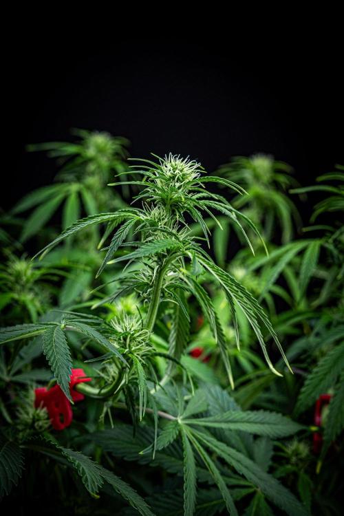 Auto Gelato Pyramid Seeds. Week 7 - Day 48