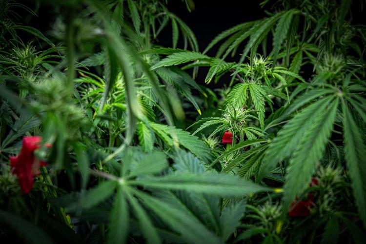 Auto Gelato Pyramid Seeds. Week 7 - Day 48