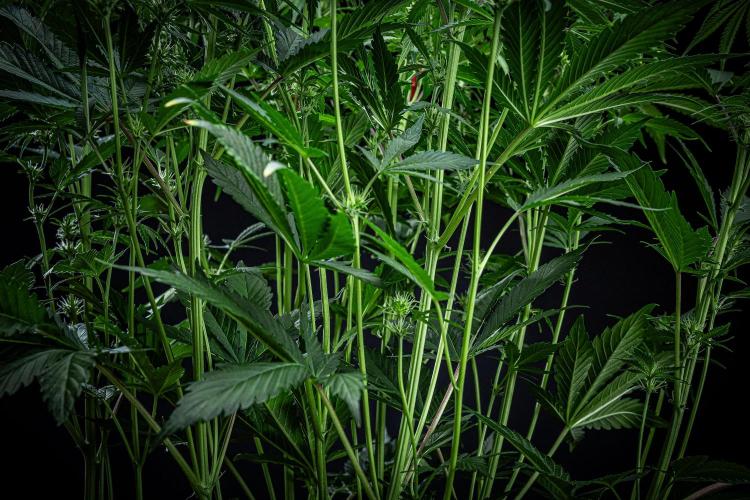 Auto Gelato Pyramid Seeds. Week 7 - Day 48