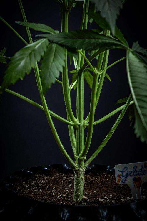 Auto Gelato Pyramid Seeds. Week 7 - Day 48