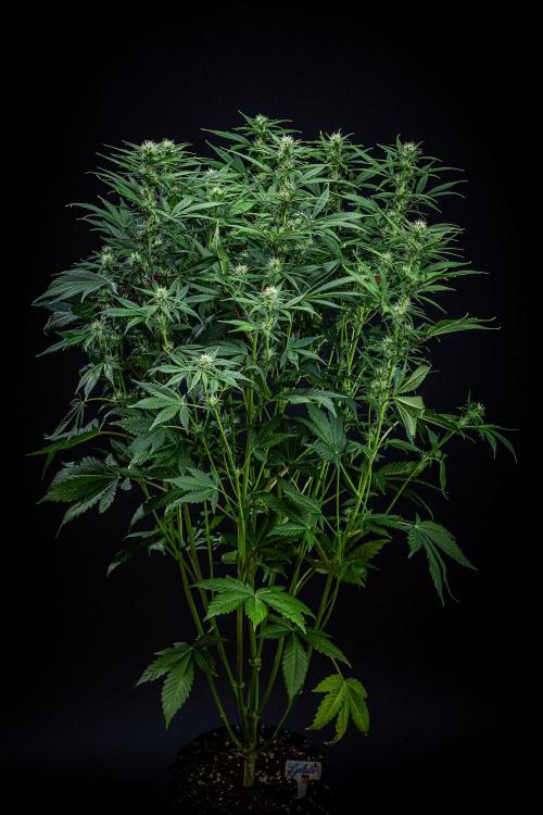 Auto Gelato Pyramid Seeds. Week 8 - Day 54