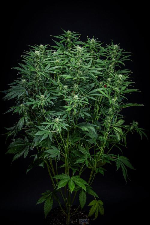 Auto Gelato Pyramid Seeds. Week 8 - Day 54