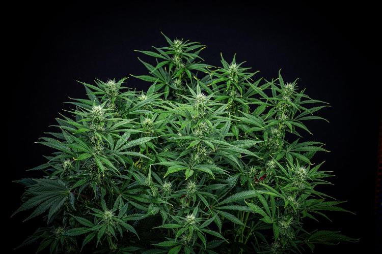 Auto Gelato Pyramid Seeds. Week 8 - Day 54