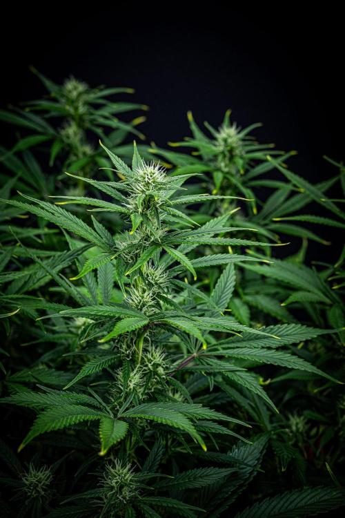 Auto Gelato Pyramid Seeds. Week 8 - Day 54