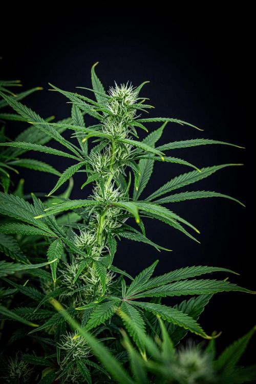 Auto Gelato Pyramid Seeds. Week 8 - Day 54