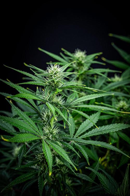 Auto Gelato Pyramid Seeds. Week 8 - Day 54