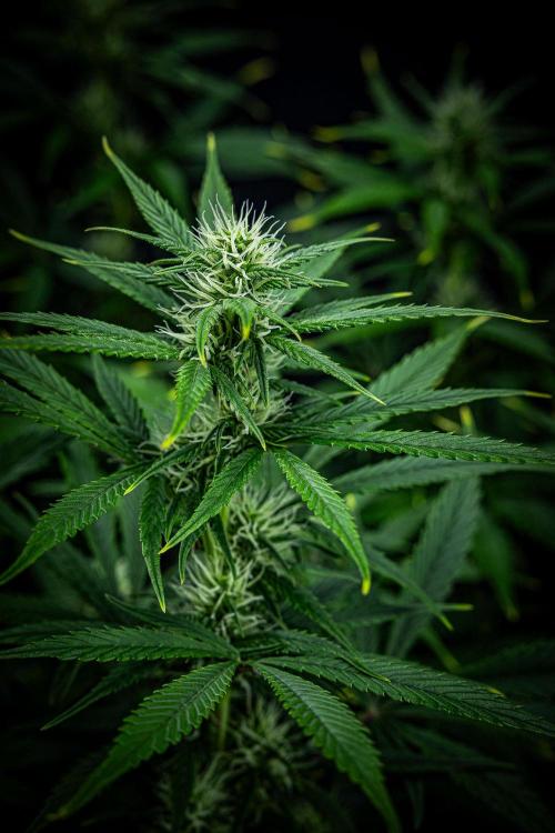 Auto Gelato Pyramid Seeds. Week 8 - Day 54