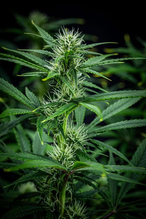 Auto Gelato Pyramid Seeds. Week 8 - Day 54