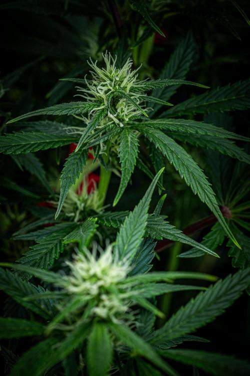 Auto Gelato Pyramid Seeds. Week 8 - Day 54