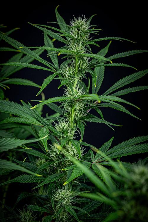 Auto Gelato Pyramid Seeds. Week 8 - Day 54