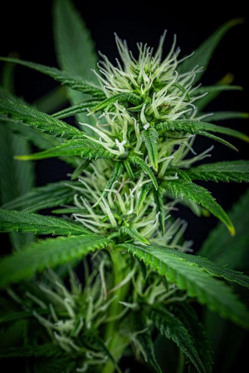 Auto Gelato Pyramid Seeds. Week 8 - Day 54