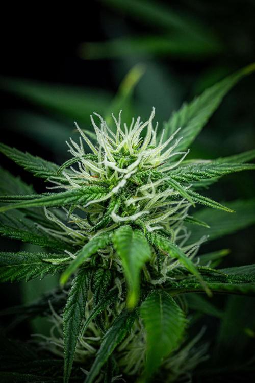 Auto Gelato Pyramid Seeds. Week 8 - Day 54