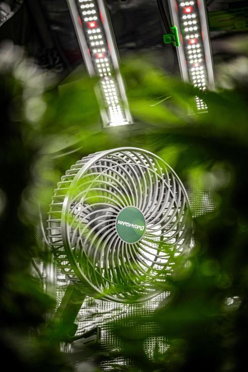 Auto Gelato Pyramid Seeds. Week 8 - Mars Hydro photo contest 2025