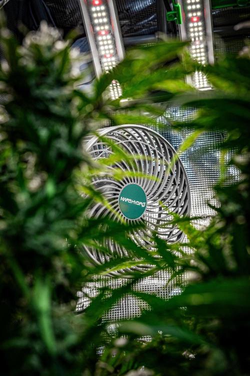 Auto Gelato Pyramid Seeds. Week 8 - Mars Hydro photo contest 2025