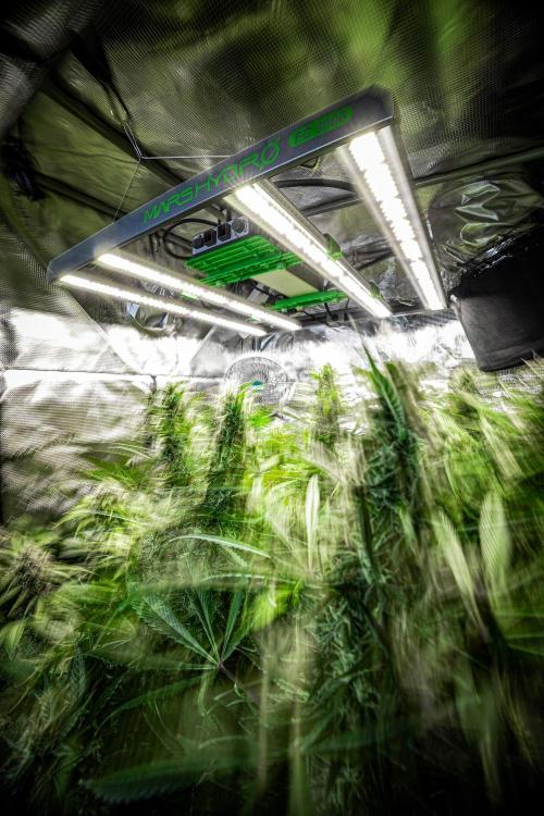 Auto Gelato Pyramid Seeds. Week 8 - Mars Hydro photo contest 2025