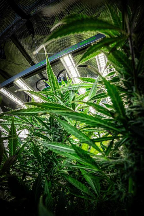 Auto Gelato Pyramid Seeds. Week 8 - Mars Hydro photo contest 2025